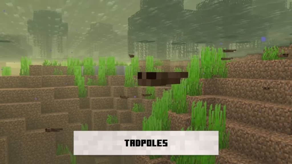 Minecraft 1.19 Wild Update - Tadpoles