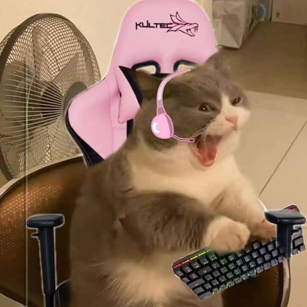 Gamer cat matching PFP