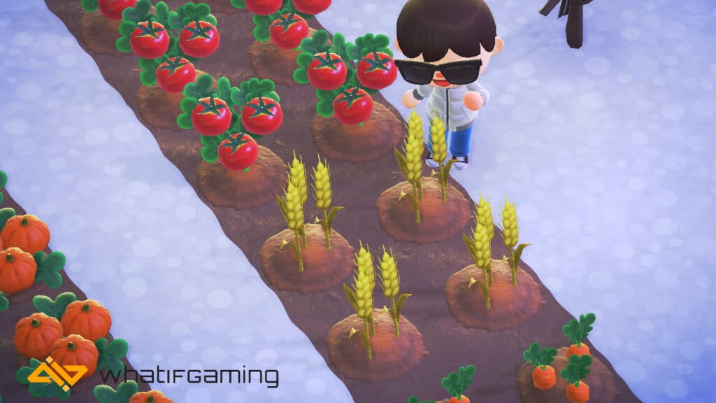 Wheat crops in Animal Crossing: New Horizons.
