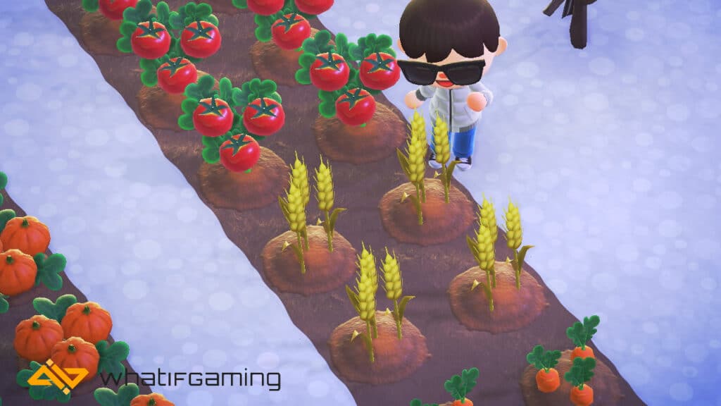 Wheat crops in Animal Crossing: New Horizons. 