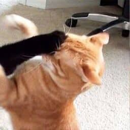Orange cat fighting black cat