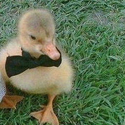 Duckling dressed as a groom matching PFP