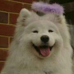 A happy dogo with a purple headband matching PFP