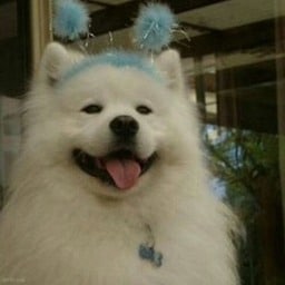 A happy dogo with a light blue headband matching PFP