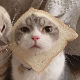 Cat who punched his head through a piece of bread matching PFP