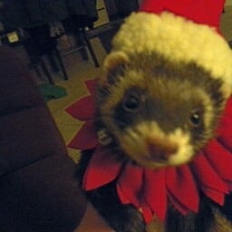 A ferret dressed up for Christmas matching PFP