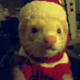 A ferret dressed up in a Christmas sweater matching PFP