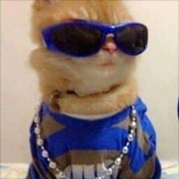 A cat wearing blue clothes and shades