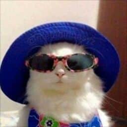 A cat wearing blue clothes, shades, and a bucket hat