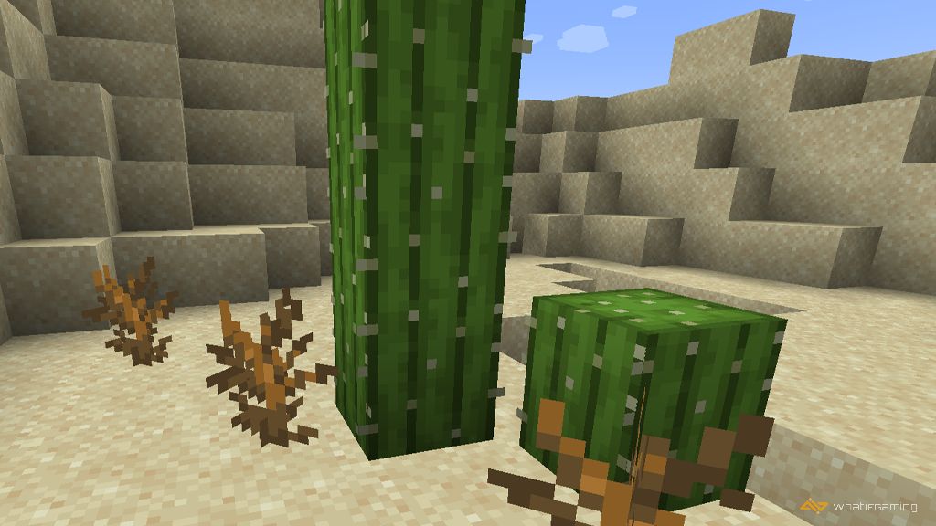 Cactus in Minecraft