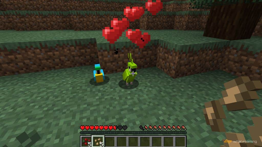 Apprivoiser Un Perroquet Dans Minecraft